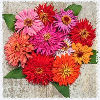 Plant Sale Logo of Zinnias